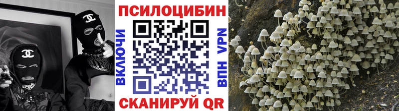 закладка  Ипатово  Псилоцибиновые грибы мицелий 